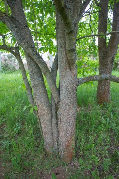 Du Zhong 杜仲 — Eucommia bark pieces used in healing broth